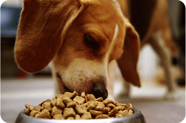 Pet food & Pet treats